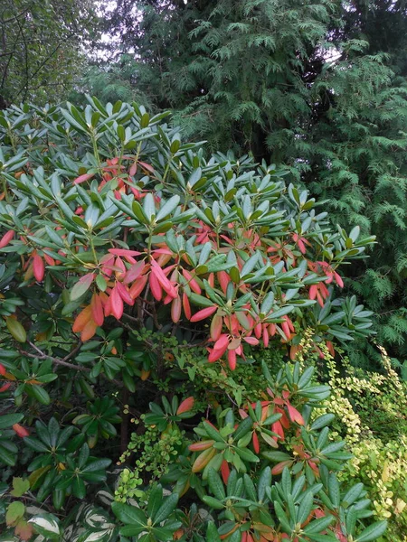 Rhododendron Feuilles Persistantes Avec Été Feuilles Rouges Sont Signe Des — Photo