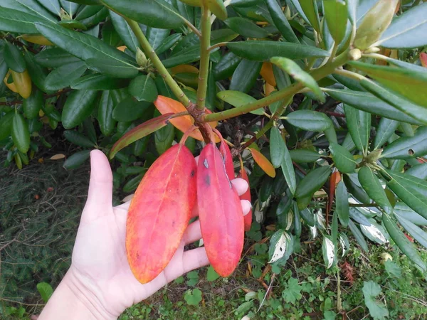 Evergreen Rhododendron Yazı Ani Yapraklar Bitkide Bir Sorun Olduğunun Işaretidir — Stok fotoğraf