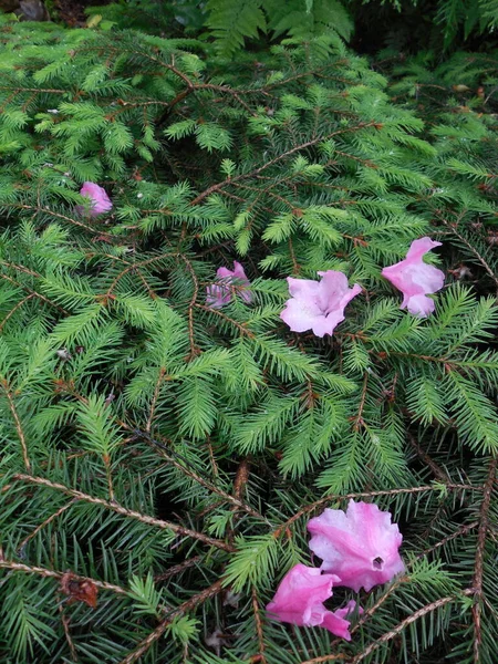 Rododendro Sempreverde Haaga Rhododendron Ibrido Haaga Sta Svanendo Fiori Cadono — Foto Stock