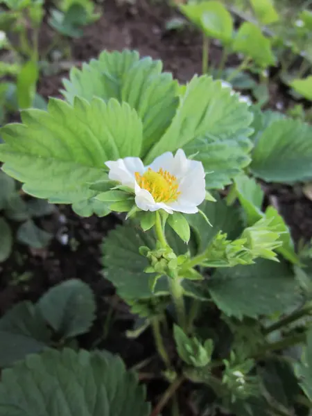 Schöne Große Garten Erdbeerblume Fragaria Aus Nächster Nähe — Stockfoto