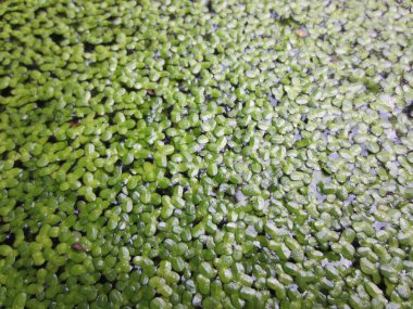 Su deposunun yüzeyi tamamen yeşil ördek yosunuyla kaplıdır (Lemna).