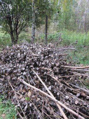 Asprin dalları (Populus tremula) kuru yapraklarla, bahçe temizliği sırasında kesilmiş ve büyük bir yığın halinde yığılmıştır..