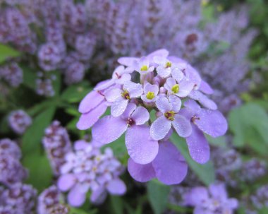 Çiçekli kekik (Thymus) arkaplanındaki çiğ damlalarında soluk mor iberiler de benzer bir tonda. Bahçede tek renkli kompozisyon.