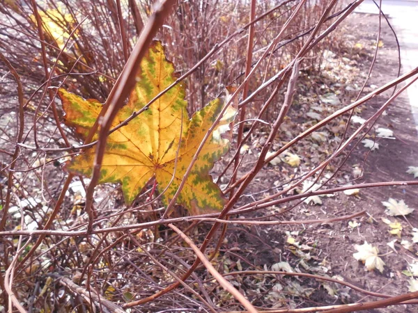 Una Hermosa Hoja Arce Amarillo Verde Caído Acer Está Pegada —  Fotos de Stock