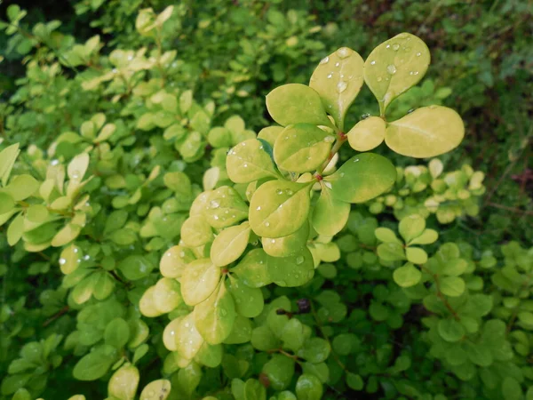 Grandes Gotas Rocío Brillan Sol Las Hojas Amarillo Verdes Variedad —  Fotos de Stock