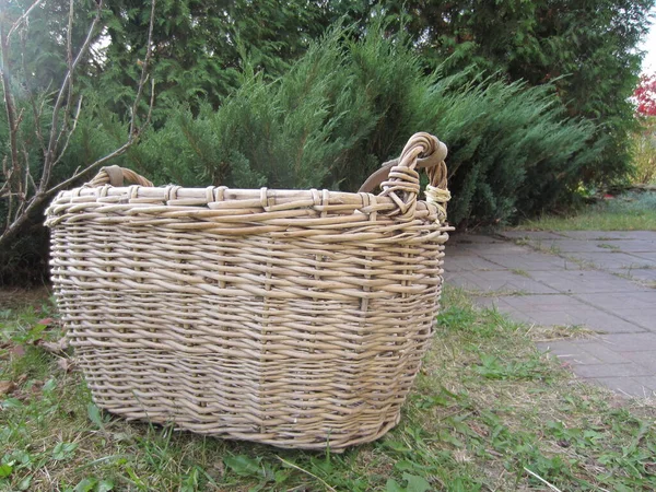 Ein Großer Hausgemachter Weidenkorb Auf Dem Hintergrund Des Gartens Wacholder — Stockfoto