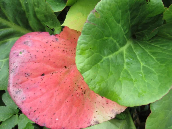 Badan Παχύρευστα Bergenia Crassifolia Ένα Φωτεινό Όμορφο Κοκκινισμένο Φύλλο Φόντο — Φωτογραφία Αρχείου