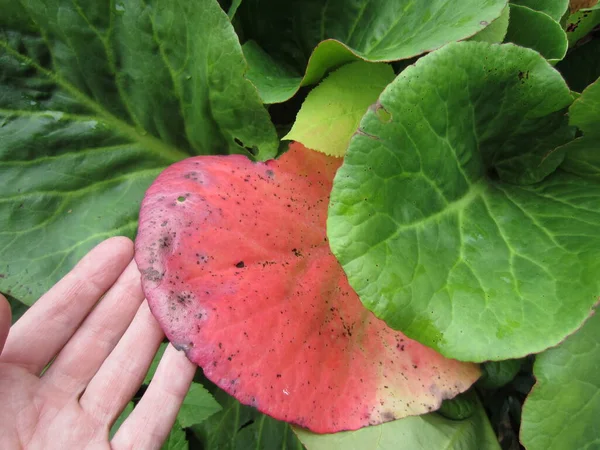 Badan Thick Leaved Bergenia Crassifolia Bright Beautiful Reddened Leaf Background — Φωτογραφία Αρχείου