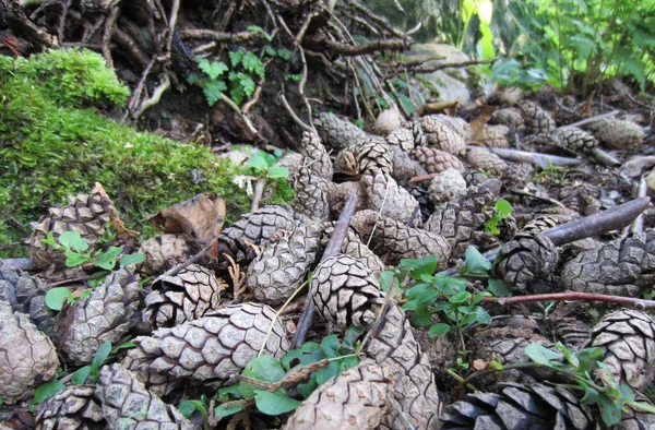 Jardim Troncos Raízes Coberto Com Uma Camada Cones Pinheiro Mulching — Fotografia de Stock