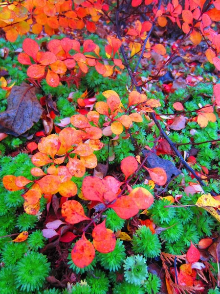 Berberitze Berberis Mit Leuchtend Orangefarbenem Laub Herbstgarten — Stockfoto