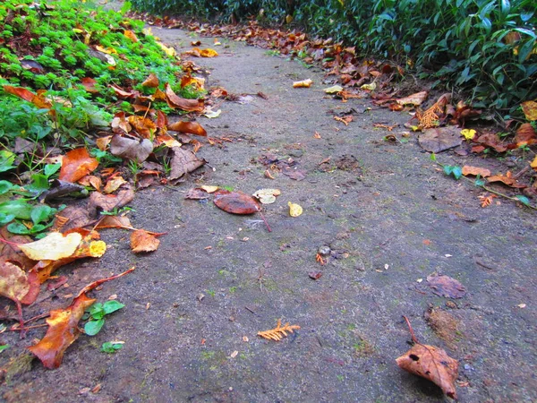 Ein Feldweg Einem Garten Oder Park Herbst Wegesrand Viele Herabgefallene — Stockfoto