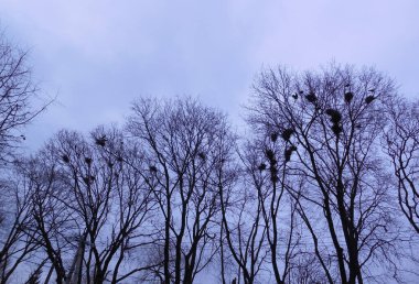 İlkbaharda kaleler (Corvus frugilegus). Ağaçlara bir sürü büyük yuva kurarlar ve gökyüzüne karşı süzülürler..