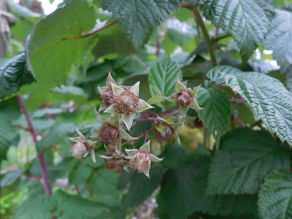 Floraison Fin Pousse Arbuste Framboise Rubus Idaeus — Photo