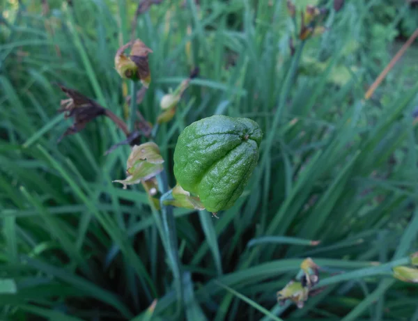 以这种植物的叶背为背景的百合花绿色种子荚 — 图库照片