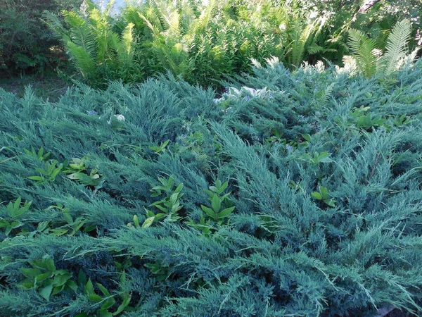 Cossack Juniper Juniperus Sabina Blue Danube Overgrown Snytyu Weed Aegopodium — Stock Photo, Image