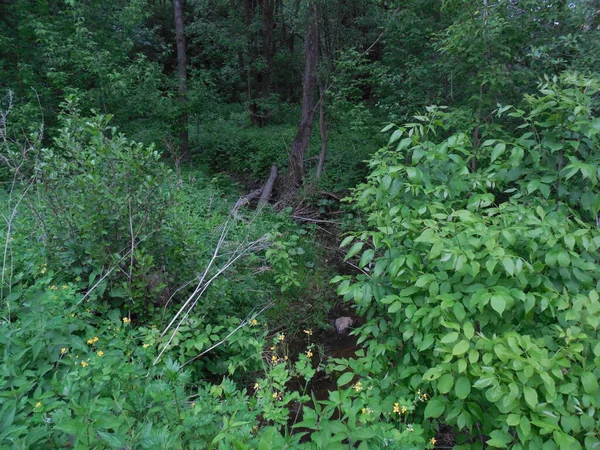 Overgrown Forest Area Fallen Tree Broken Branches Bushes Foreground Medicinal — Stock Photo, Image