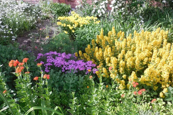 Ogrodzie Kwiatowym Różowy Phlox Subulam Informibus Phlox Subulam Informibus Żółty — Zdjęcie stockowe