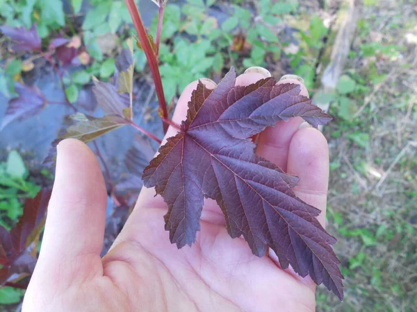 Feuille Violet Foncé Vif Semis Pemphigus Variétal Physocarpus Opulifolius Diablo — Photo