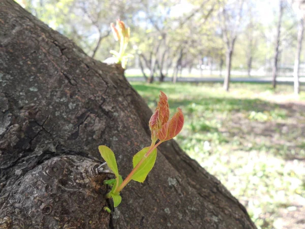 New Tender Young Shoots Sprouted Spring Tree Thick Rough Bark — Stock Photo, Image