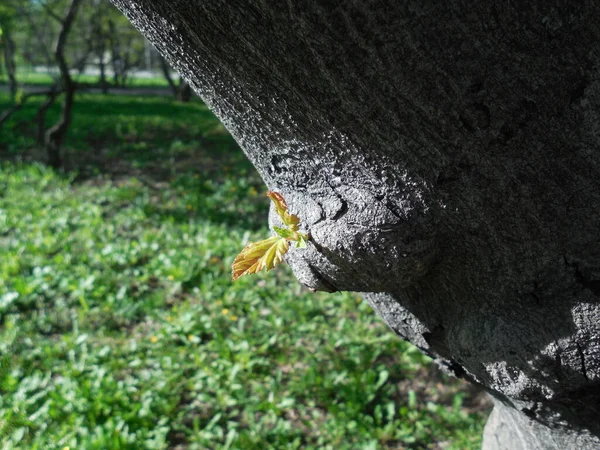 Νέοι Τρυφεροί Βλαστοί Φυτρώνουν Την Άνοιξη Ένα Δέντρο Παχύ Τραχύ — Φωτογραφία Αρχείου