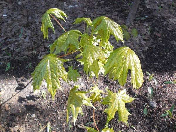 Tender Spring Foliage Young Tree Sycamore Maple Acer Platanoides Sun — Stock Photo, Image