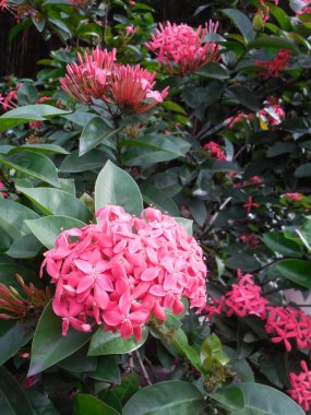 Evergreen Ixora, yaprakların arka planında büyük kırmızı bir kızıllık..