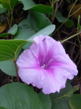 Tropik liana Hawai gülü (Argyreia nervosa, Fil deresi, Shaggy Morning Glory). Kumlu bir plajın ve yeşil yaprakların arka planında muhteşem bir mor çiçek.