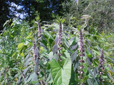Şifalı bitki otları (leonurus) çeşitli otların ve orman ağaçlarının arka planında çiçek açar..