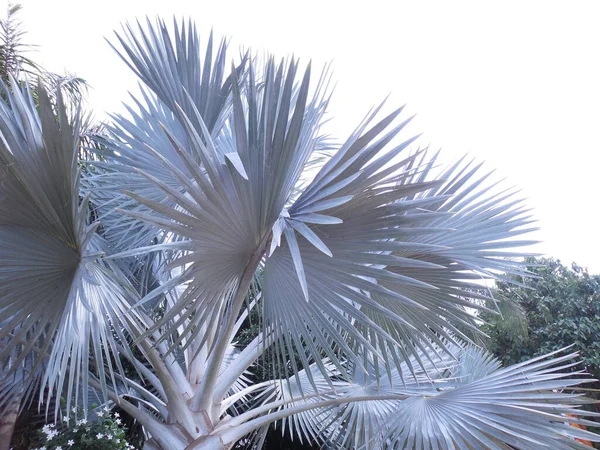 Bismarckia Nobilis Palmeira Bismarck Bismarckia Nobilis Uma Árvore Com Grandes — Fotografia de Stock