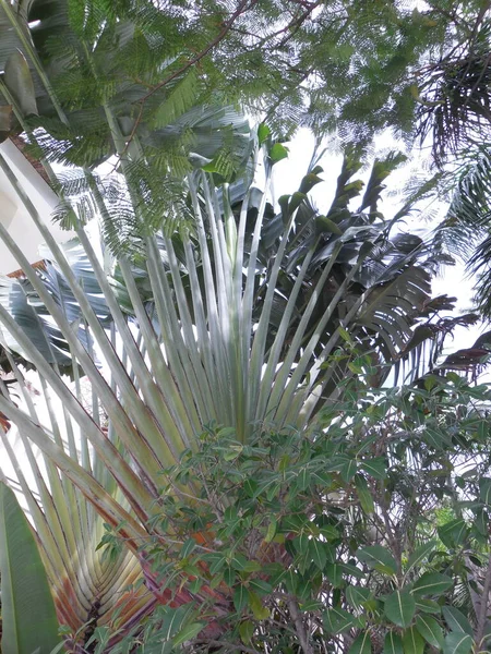 Uma Grande Palmeira Com Espetaculares Folhas Tipo Ventilador Jardim Tropical — Fotografia de Stock