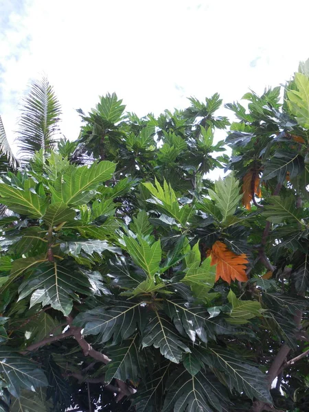 Kenyérfa Artocarpus Altilis Hatalmas Faragott Levelekkel — Stock Fotó