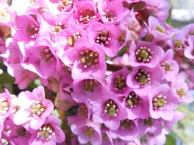 Badan koyu yapraklı (Bergenia crassifolia), çiçek ve dekorasyonun zirvesi. Şişkinlik hoş pembe bir yakın plan çekimdir..