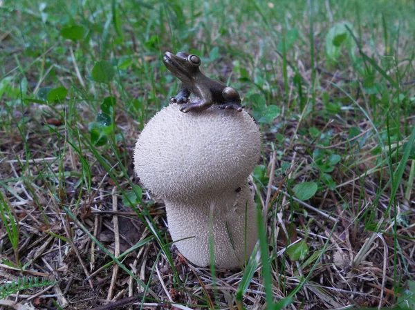 Sapo Minúsculo Uma Estatueta Metal Senta Cogumelo Capa Chuva — Fotografia de Stock