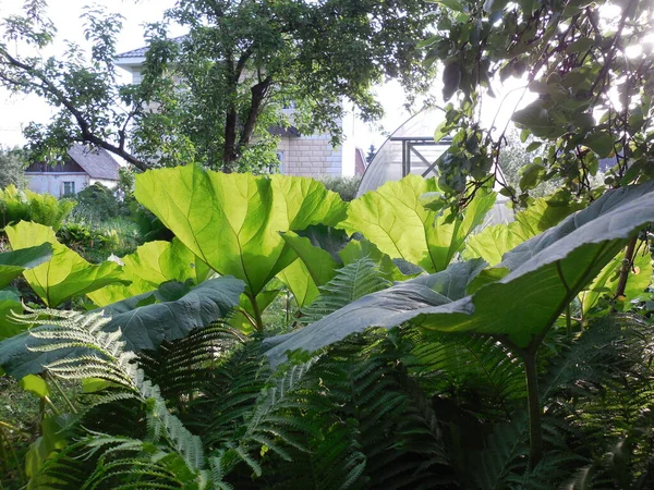 Enormes Folhas Bonitas Plantas Herbáceas Perenes Branco Apoiadas Petasitas Samambaia — Fotografia de Stock