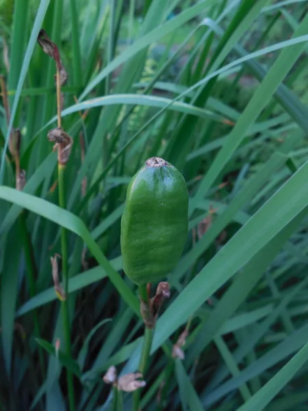 Iris Sibirica Sensommaren Växten Har Satt Frön Gröna Frökapslar — Stockfoto