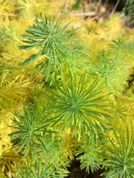 Color Otoñal Brillante Las Hojas Del Ciprés Euphorbia Euphorbia Cyparissias —  Fotos de Stock