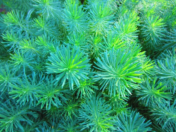 Follaje Calado Sobre Numerosos Tallos Euphorbia Cyparissias Planta Herbácea Perenne —  Fotos de Stock