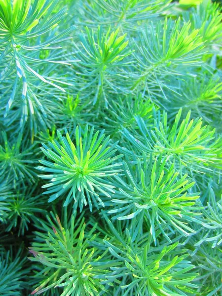 Openwork Foliage Numerous Stems Euphorbia Cyparissias Herbaceous Perennial Plant Decoration — Stock Photo, Image