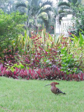 Tropikal bahçe bitkilerinin arka planında bir püsküllü ve uzun gagalı güzel renkli bir kuş (Upupa).