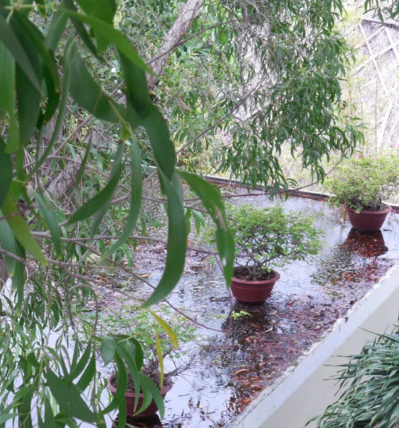 Flat Roof Building Tropical Rainstorm View Foliage Tree — Foto Stock