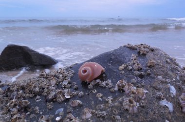 Deniz palamudu (Balanomorpha) ile kaplı bir kayanın üzerinde küçük açık kahverengi bir kabuk bulunur. Arkaplan - deniz dalgaları ve gökyüzü.
