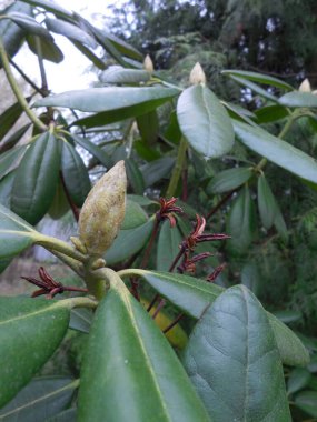 Evergreen Rododendron, çiçekli ve filizli (yaprak) tomurcukları ve geçen yılın tohum kapsülleri..