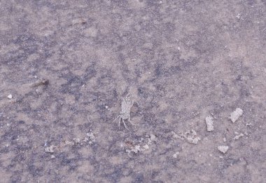 Küçük bir yengeç, sahil kumunun arka planıyla birleşir..