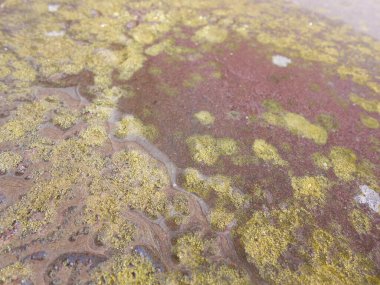 Yağmurdan sonra su birikintileriyle Lichen kaplı asfalt döşemeler.