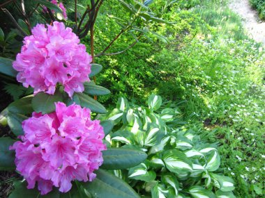 Daimi yeşil rododendron melezi Haaga (Rhododendron melezi Haaga) çiçekleri. Sunucunun çerçevesinde, dalgalı (Hosta undulata).