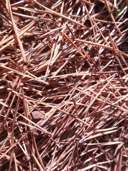 Dry Fallen Pine Needles Lie Forest Ground Thick Mulching Layer — Stock Photo, Image