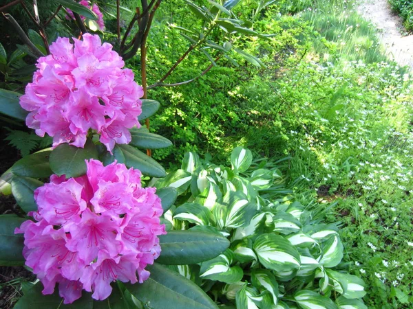 호도덴 상록수 상록수 Rhododendron Hybrid Haaga 주최자의 Hosta Undulata — 스톡 사진