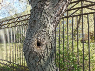 Güçlü metal bir kafesin yanında büyüyen eski bir ağacın gövdesinde küçük bir oyuk..