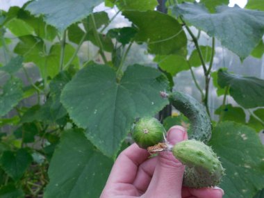 Crooked deformed small cucumbers on the background of cucumber vines in the greenhouse. Growing problems.