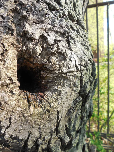 Pequeño Hueco Agujero Tronco Árbol Viejo Que Crece Junto Una — Foto de Stock